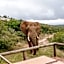 Bukela Game Lodge - Amakhala Game Reserve