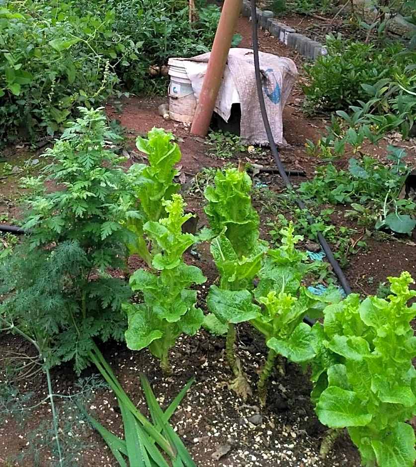 Banga-an BnB and Coffee House