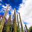 Albor San Miguel de Allende, Tapestry Collection
