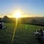 Cedia at Byron Bay Hinterland