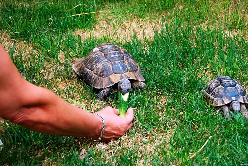 Sirena Residence & Spa