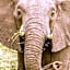 Elandela Private Game Reserve and Luxury Lodges Pty Ltd