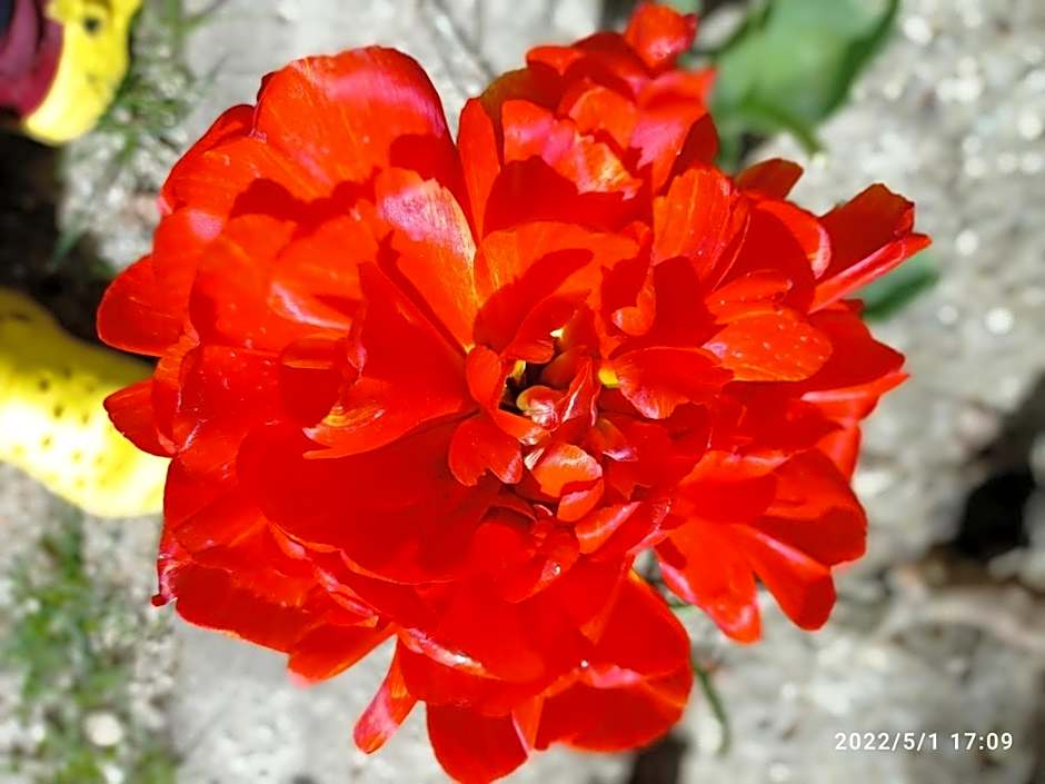 Casa de huéspedes Villa de las Hortensias