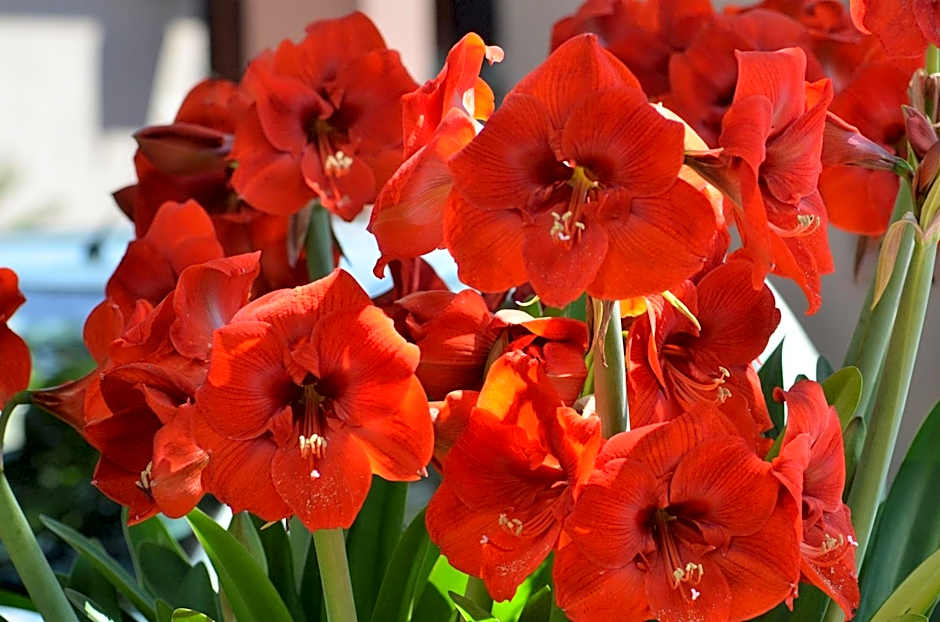 Bed & Breakfast in Hatfield