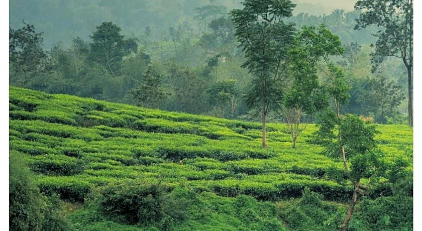 Grassroots Wayanad, Valley-view Tents