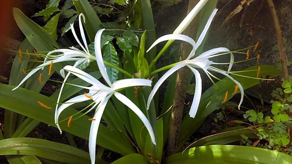 Résidence Les MANGUIERS OTANTIK