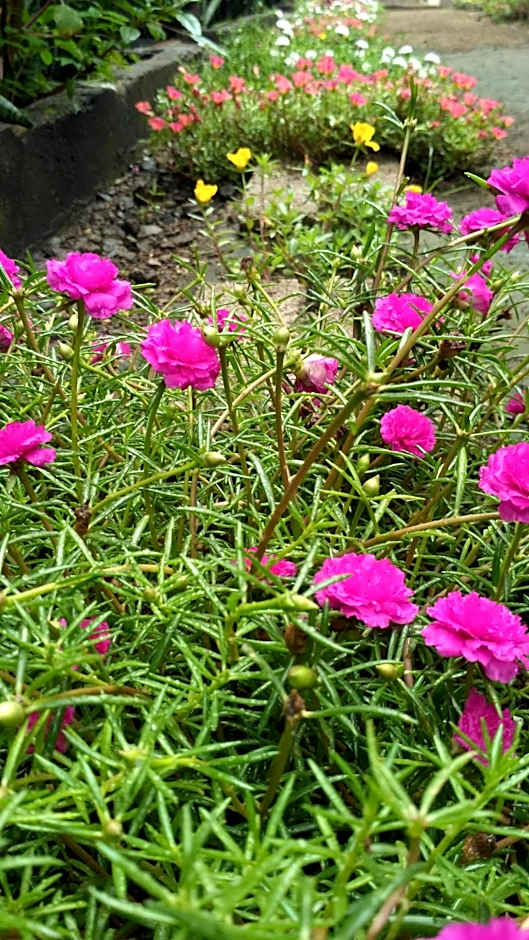 Mbah Mek Trawangan Homestay