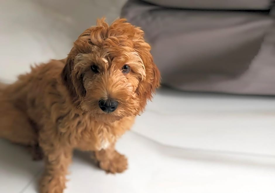 Own Ipanema Visconti