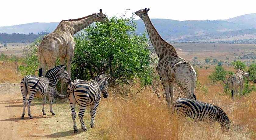 Morokolo Safari Lodge