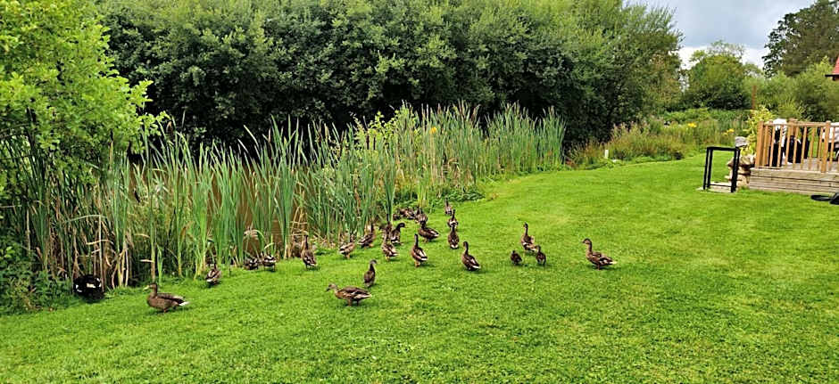 Balmoral Studio Lodge