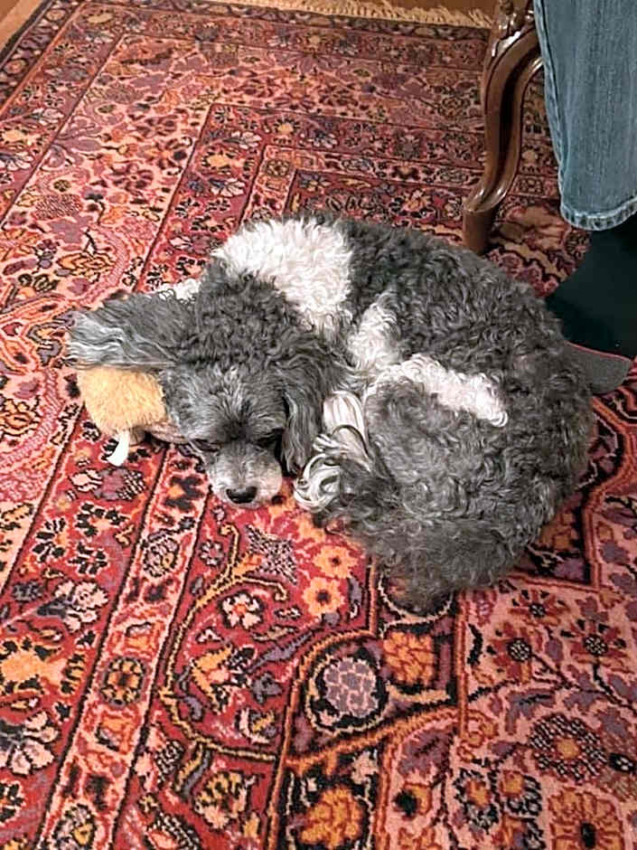 Pemberley House Bed and Breakfast