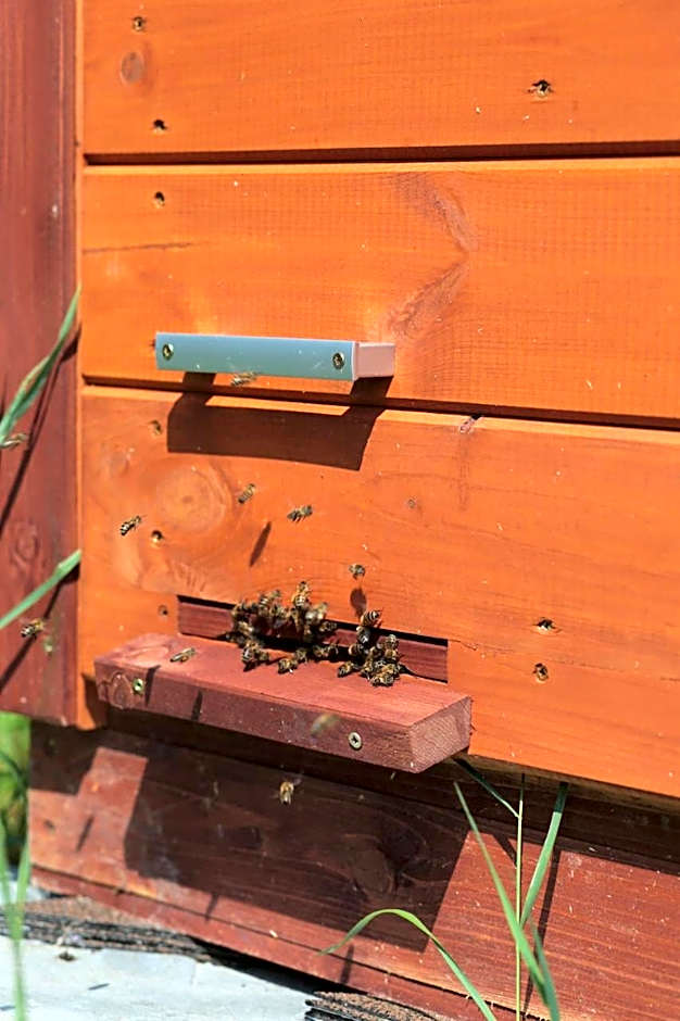 Domki w Smolniku z możliwością apiterapii