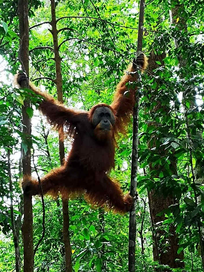 Gino's Place - Guest House & Jungle Trekking