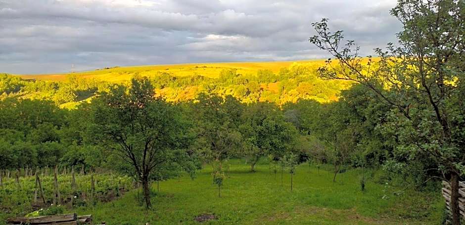 Reichau Transilvania