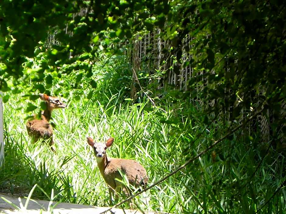 Langi Langi Beach Bungalows