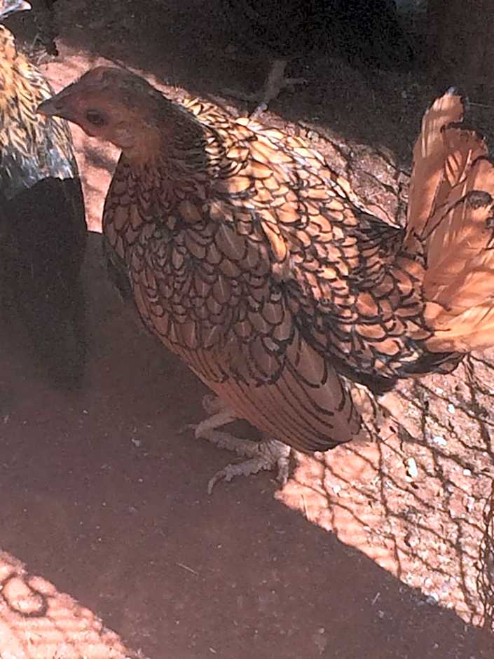 The Cradle Berry Farm