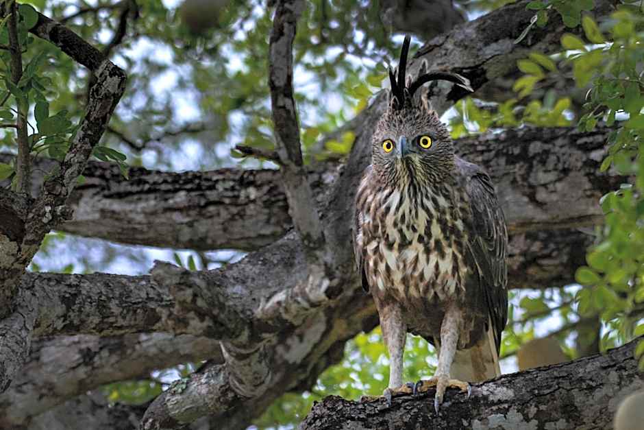 Big Game Yala - by Eco Team