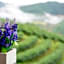 101 Tea Green View