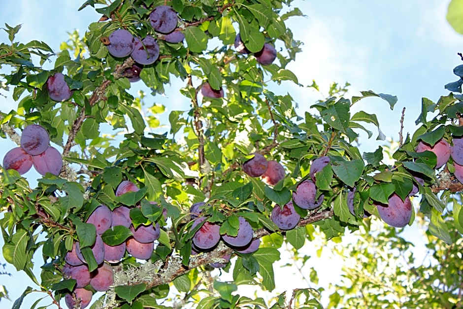 Jack & Di's Lakefront Motel