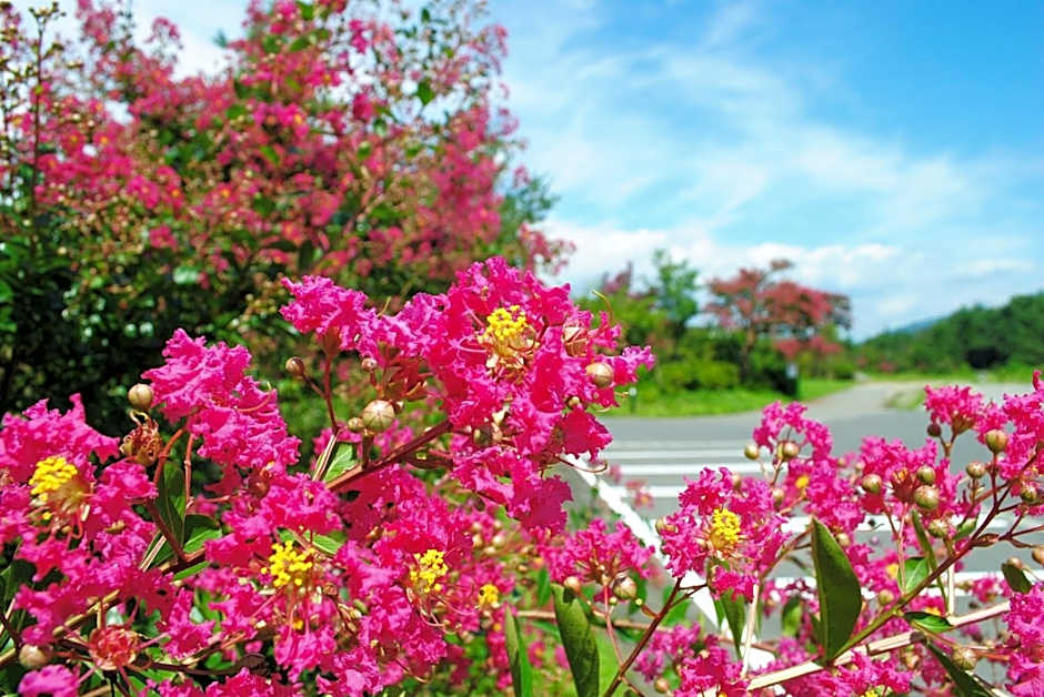 Kajitsu no mori - Vacation STAY 53766v