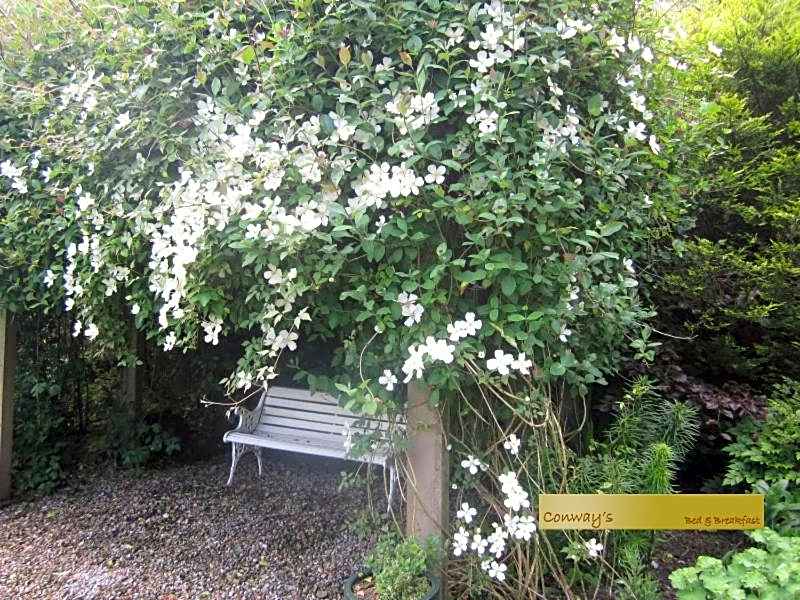 Conways B&B