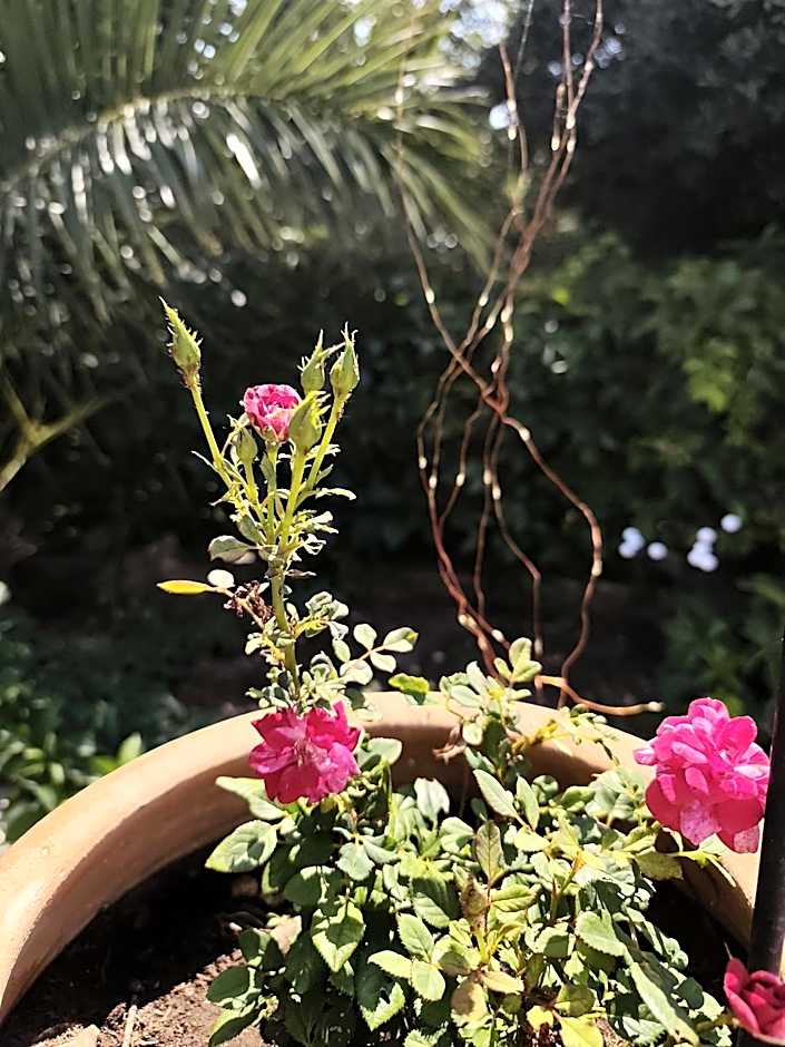 Elia Village by Irida Iris Group