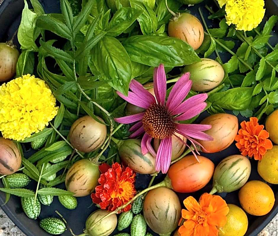 Mavis's Cabins @ Mt Warning