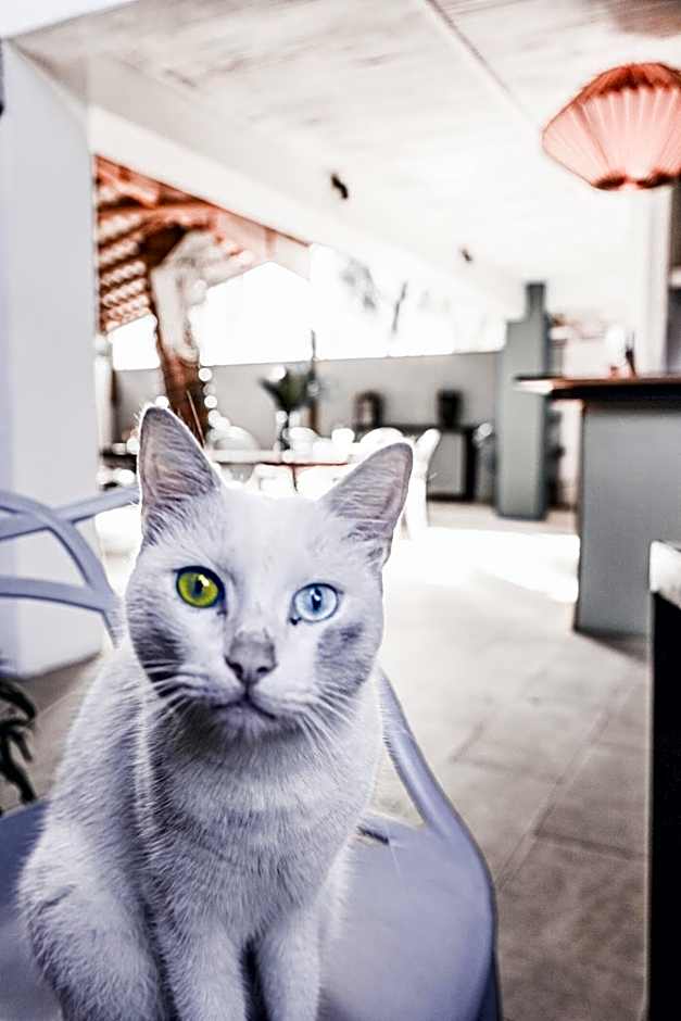 Cosy Guest House Sous le Badamier