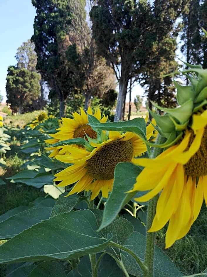 Alba Morus Bed & Breakfast sentiti a casa nel cuo