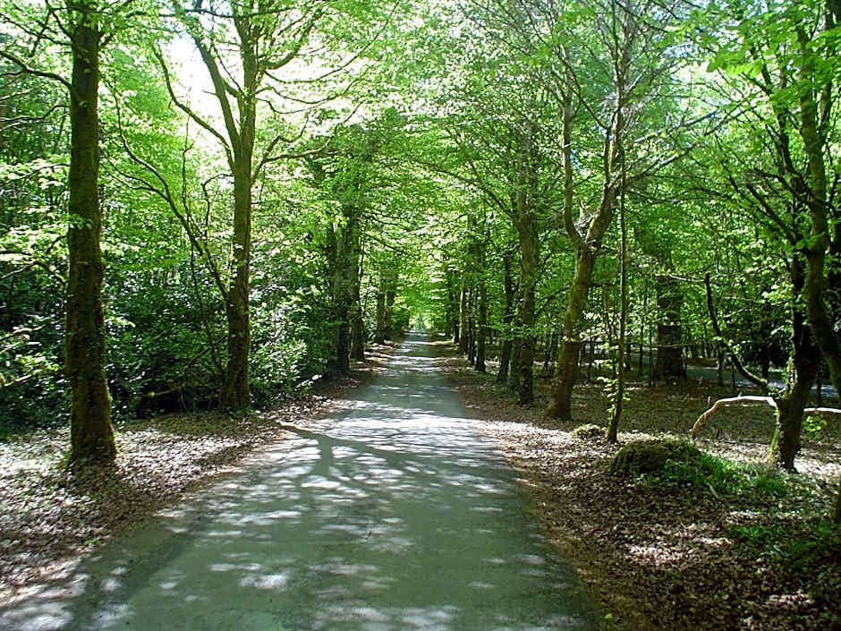 Forest Park House B&B