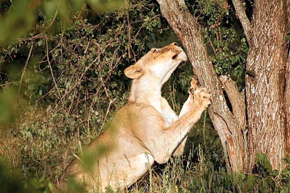 Baluleni Safari Lodge