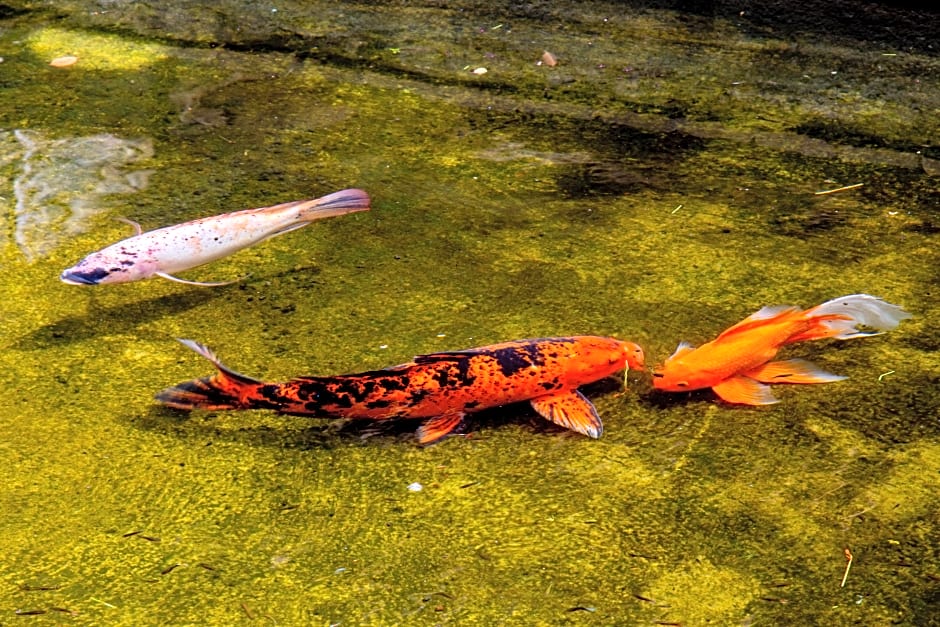 Pousada Aguas Claras Buzios