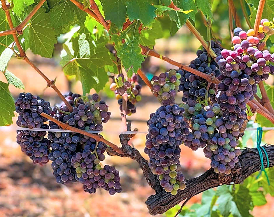 B&B La Vigna