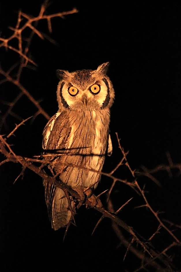 Leopard Mountain Safari Lodge