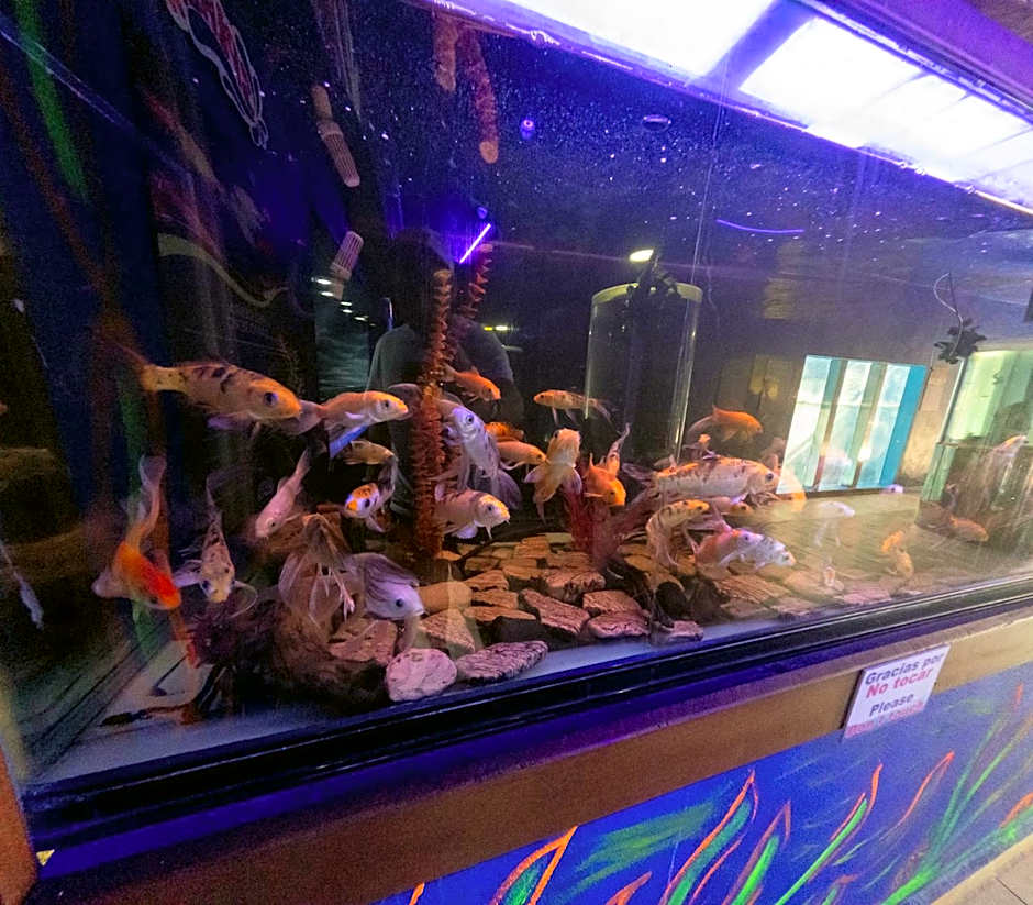 Splash Inn Nuevo Vallarta & Parque Acuatico