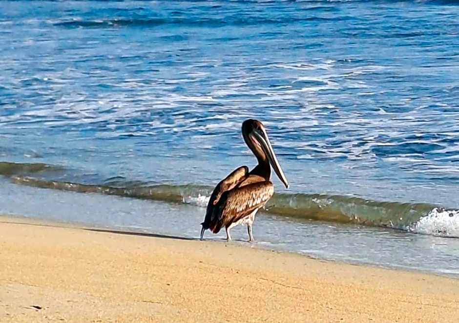 Puerto Bianco Private Residence Collection