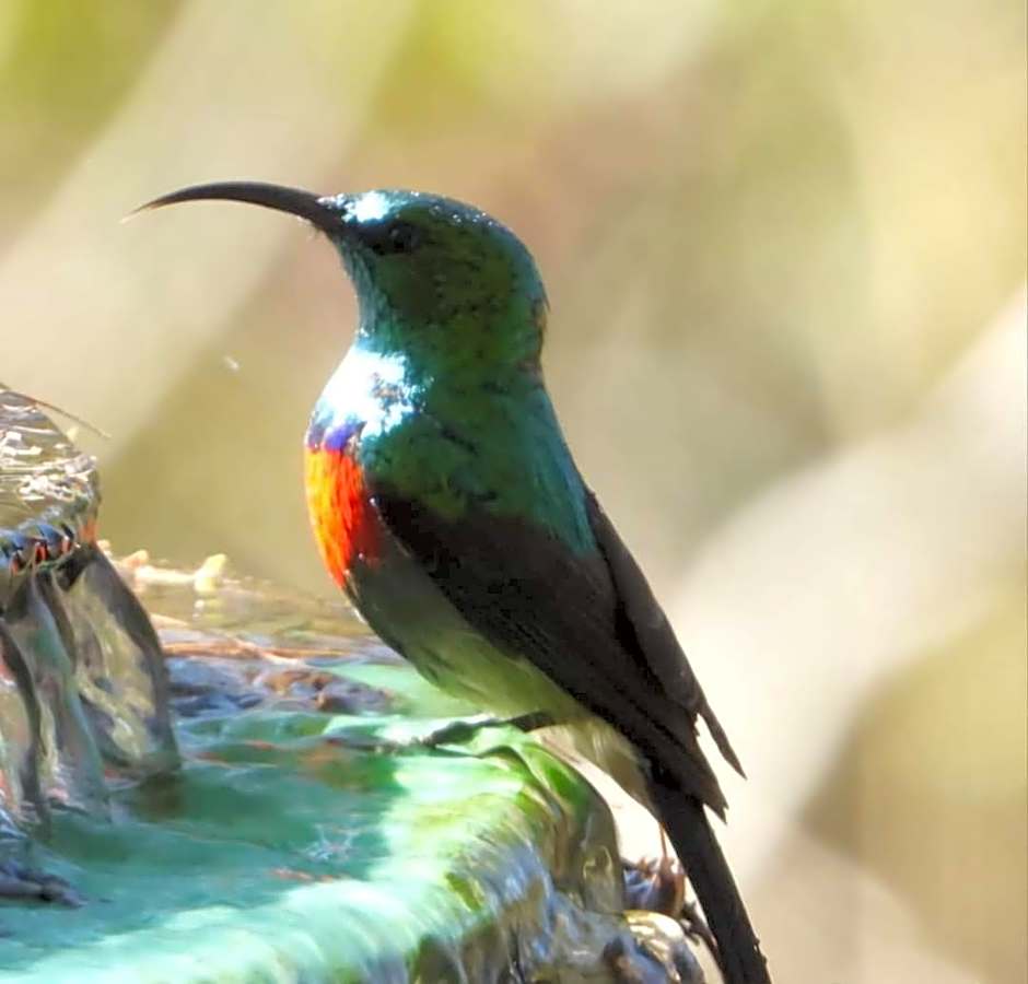 Hippo Waterfront Lodge
