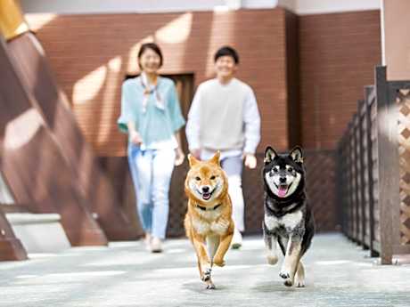 Wan Wan Paradise Izukogen