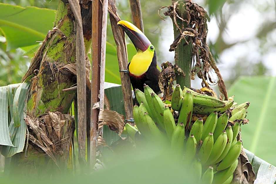 Chachagua Rainforest Hotel & Hot Springs