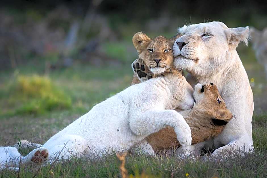 Pumba Private Game Reserve