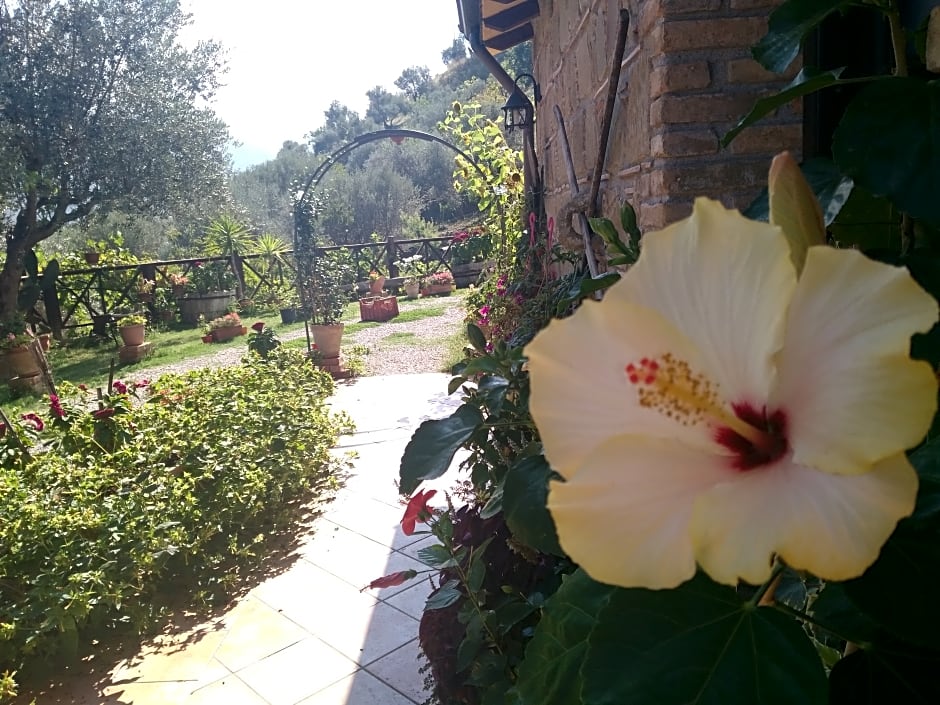 Agriturismo L'Uliveto