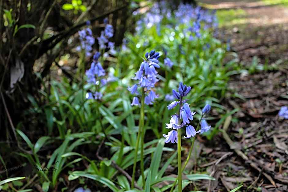 Tomah Retreat - Studio RELAX with fireplace