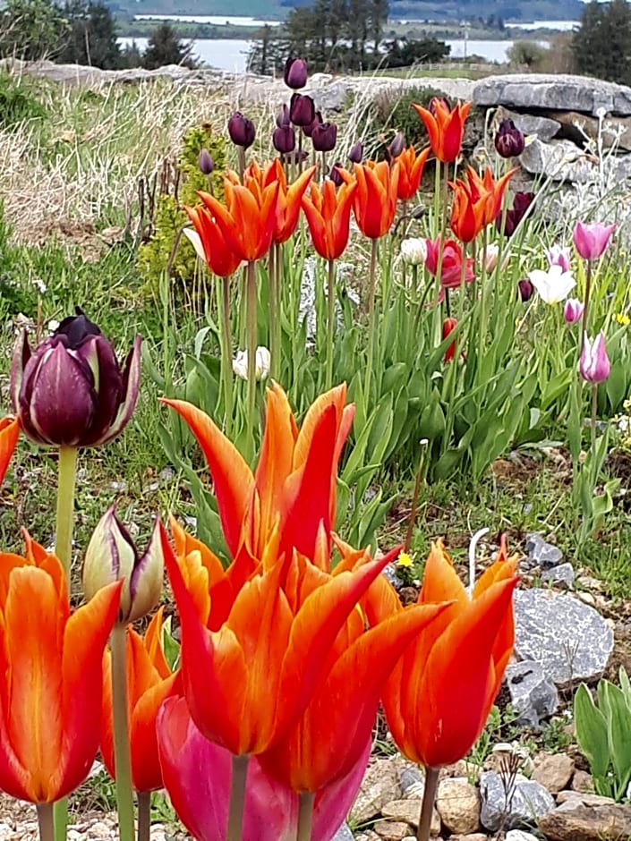 Tullaleagan Guesthouse