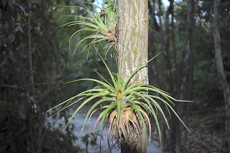 Eco Aldea kinich Ahau