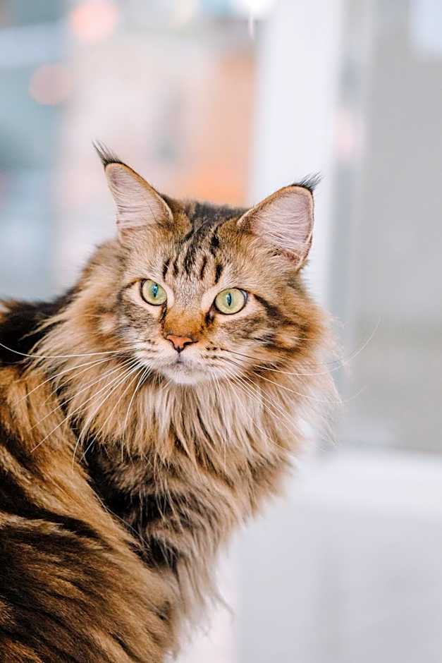 Meow Cat Cafe & Hotel