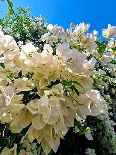 Cool Breeze Authentic Hotel Labuan Bajo Komodo