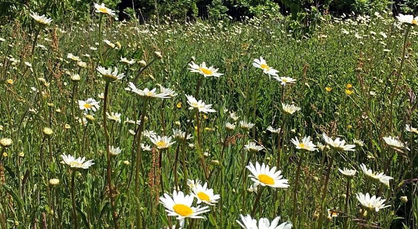 Hollicarrs - Newlands