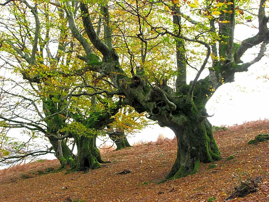 Albergue Olasenea Aterpea