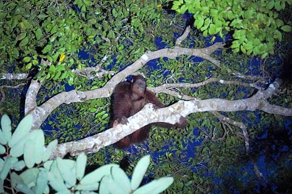 Borneo Jungle Adventure