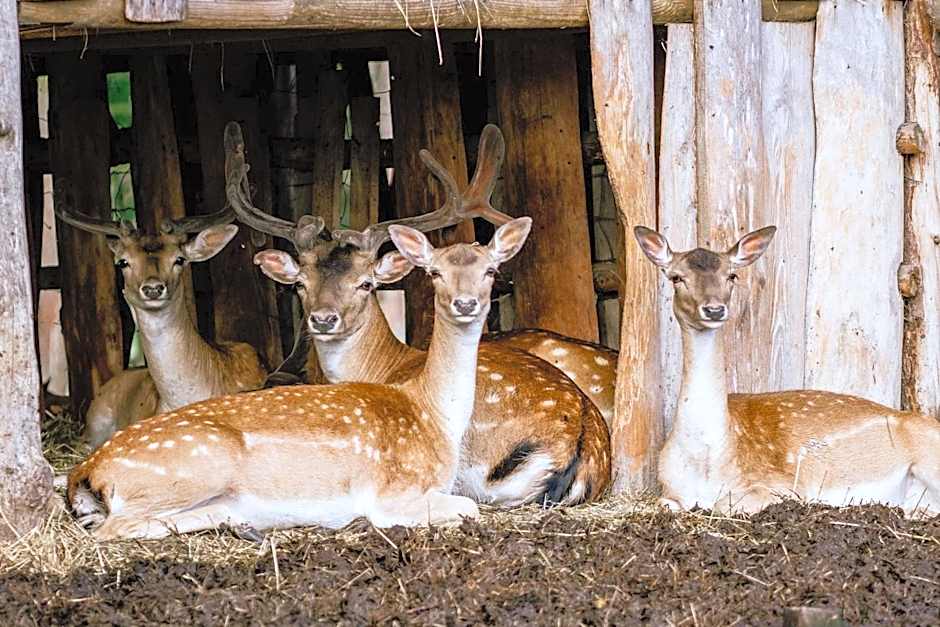 Hotel Osada Karbówko Wellness & SPA